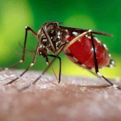 Zika Virus in Miami