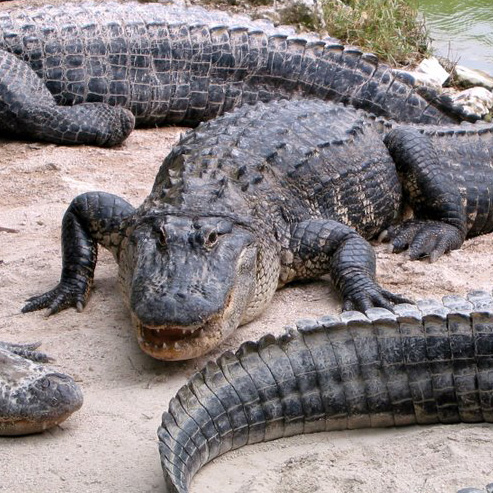 Everglades Alligator Farm in Miami Florida