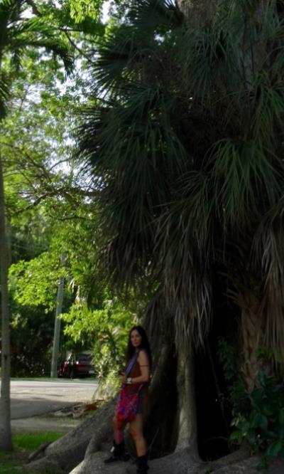 One of the ancient trees at the Village of El Portal, a sacred habitat. El Portal, Miami