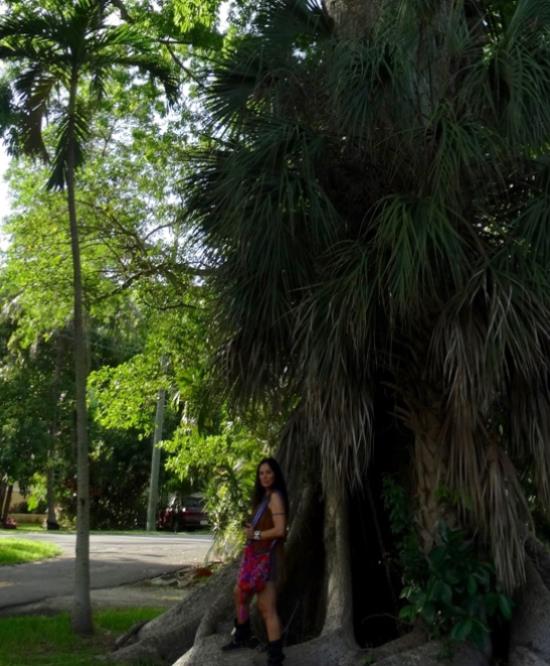 One of the ancient trees at the Village of El Portal, a sacred habitat. El Portal, Miami