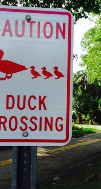 I thought this was also one of the cutest signs: Caution: Duck crossing. El Portal, Miami