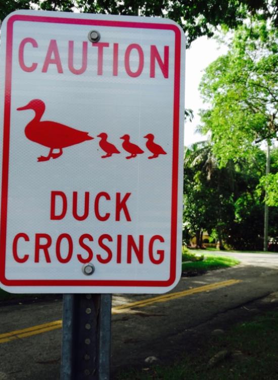I thought this was also one of the cutest signs: Caution: Duck crossing. El Portal, Miami